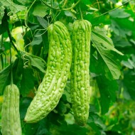 Green Bitter Melon Seeds for Planting (Hạt Khổ Qua Xanh)