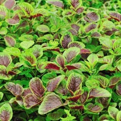 Red Leaf Amaranth Seeds for Planting (Hạt Rau Dền Tía)