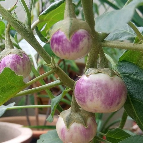 Thai Lavender Frog Eggplant seeds, Cà Pháo Tím