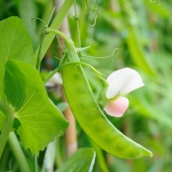 Snow Pea Seeds for Planting (Hạt Đậu Hà Lan)