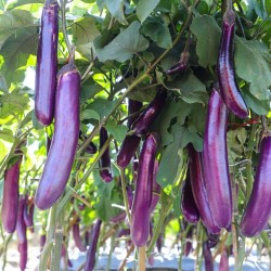 Chinese Long Eggplant Seeds for Planting (Hạt Cà Tím Dài)