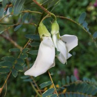 Sesbania Grandiflora Hummingbird Tree Seeds for Planting (Hạt So Đũa)