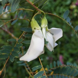 Sesbania Grandiflora Hummingbird Tree Seeds for Planting (Hạt So Đũa)