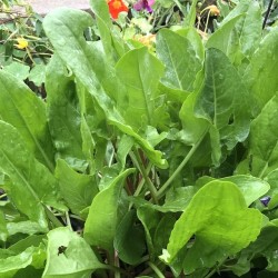 Green Vein Sorrel Seeds for Planting (Hạt Rau Chua)
