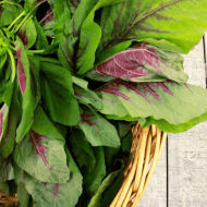 Red Leaf Amaranth Seeds for Planting (Hạt Rau Dền Tía)