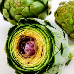 Green Globe Artichoke Seeds for Planting (Hạt Atiso)