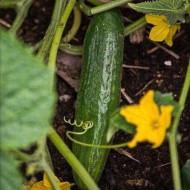 Beit Alpha Cucumber Seeds for Planting (Hạt Dưa Leo)
