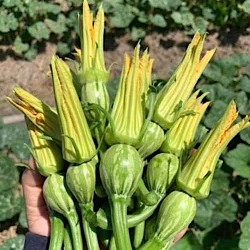 High Harvest Pumpkin Bud Seeds for Planting (Hạt Bí Siêu Nụ)