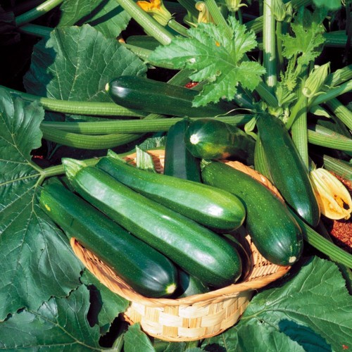 Zucchini seeds - Black Beauty Squash - Bi Ngoi Xanh