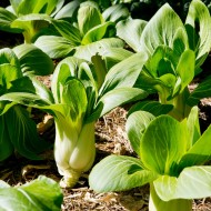 Bok Choy Pak Choi Seeds for Planting (Hạt Cải Thìa)