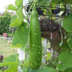 Long Calabash Bottle Gourd Seeds for Planting (Hạt Bầu Sao Trái Dài)