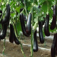 Thai Brown Eggplant Seeds for Planting (Hạt Cà Tím Thái)