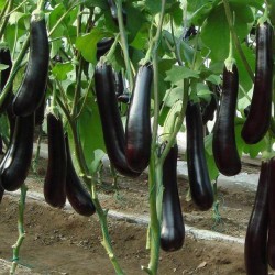 Thai Brown Eggplant Seeds for Planting (Hạt Cà Tím Thái)