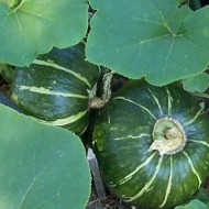Buttercup Winter Squash Seeds for Planting (Hạt Bí Mùa Đông) Buttercup Winter Squash Seeds for Planting (Hạt Bí Mùa Đông)