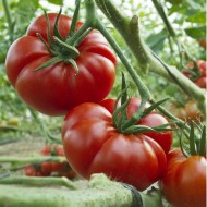 Super Red Marmande Tomato Seeds for Planting (Hạt Cà Chua Đỏ)