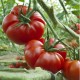 Super Red Marmande Tomato seeds, Cà Chua Đỏ