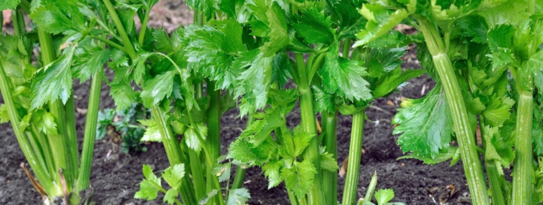 Top vegetables can grow in Spring