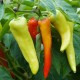 Cowhorn Chili Pepper seeds, Ớt Sừng Trâu