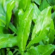 Mexican Coriander Culantro Seeds for Planting (Hạt Ngò Gai)
