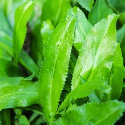 Mexican Coriander Culantro Seeds for Planting (Hạt Ngò Gai)