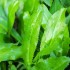 Mexican Coriander Culantro Seeds for Planting (Hạt Ngò Gai)