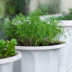 Dill Herb Seeds for Planting (Hạt Thì Là)