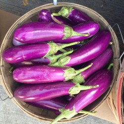 Chinese Long Eggplant Seeds for Planting (Hạt Cà Tím Dài)