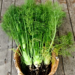 Fennel Seeds for Planting (Hạt Thì Là Tây)