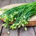 Chive Flower Seeds for Planting (Hạt Bông Hẹ)