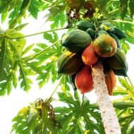 Papaya Seeds for Planting (Hạt Đu Đủ)