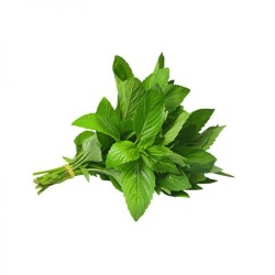 Sweet Basil Herb Seeds for Planting (Hạt Rau Thơm / Húng Tây)