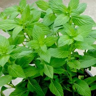 Sweet Basil Herb Seeds for Planting (Hạt Rau Thơm / Húng Tây)