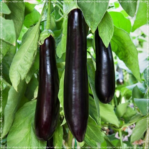 Thai Brown Eggplant seeds, Cà Nâu Thái