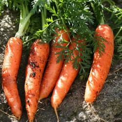 Carrot Seeds for Planting (Hạt Cà Rốt)