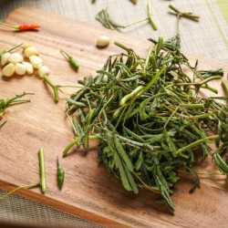 Water Mimosa Neptunia Oleracea Seeds for Planting (Hạt Rau Nhút)