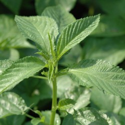 Green Jute Molokhia Seeds for Planting (Hạt Rau Đay)