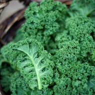 Green Curly Kale Seeds for Planting (Hạt Cải Xoan Xanh)