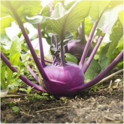 Purple Kohlrabi Seeds for Planting (Hạt Su Hào Tím)