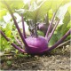 Purple Kohlrabi seeds - Su Hào Tím