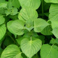 Shiso Korean Perilla Seeds for Planting (Hạt Lá Mè)