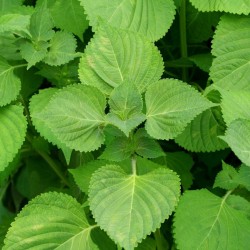 Shiso Korean Perilla Seeds for Planting (Hạt Lá Mè)