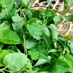 River Leaf Herb Seeds for Planting (Hạt Lá Giang)