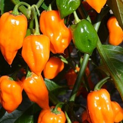 Super Hot Orange Habanero Pepper Seeds for Planting (Hạt Ớt Cam)