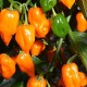 Super Hot Orange Habanero Pepper 