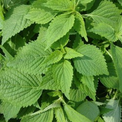 Vietnamese Lemon Balm Seeds for Planting (Hạt Kinh Giới)