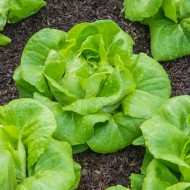 Bibb Butterhead Lettuce Seeds for Planting (Hạt Xà Lách Búp)