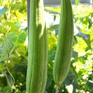 Luffa Sponge Gourd Seeds for Planting (Hạt Mướp Hương)