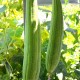 Luffa Gourd - Tori - Turai seeds - Mướp Hương