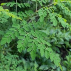 Moringa Oleifera Seeds for Planting (Hạt Chùm Ngây)