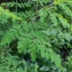 Moringa Oleifera seeds - Chùm Ngây